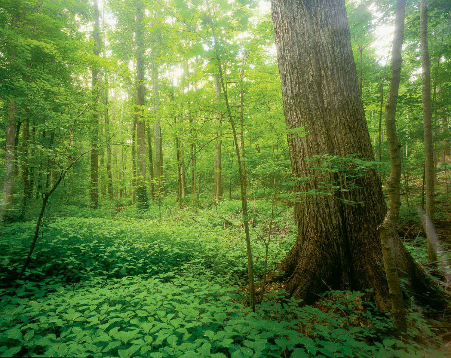 Sacred Grove Land in Palmyra New York The Church of Jesus Christ of Latter-Day Saints