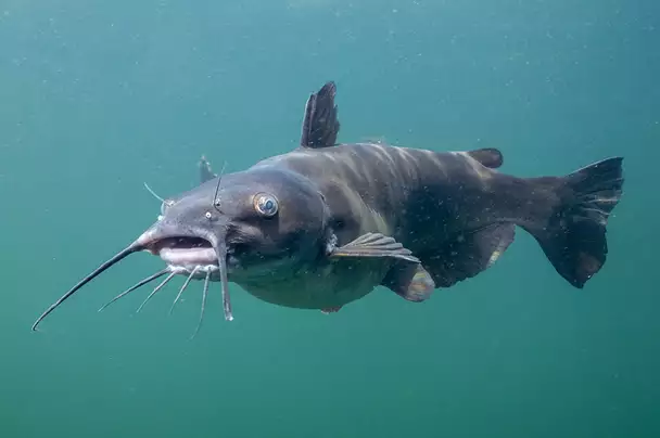 Miracle of Fish Missouri Church History Story